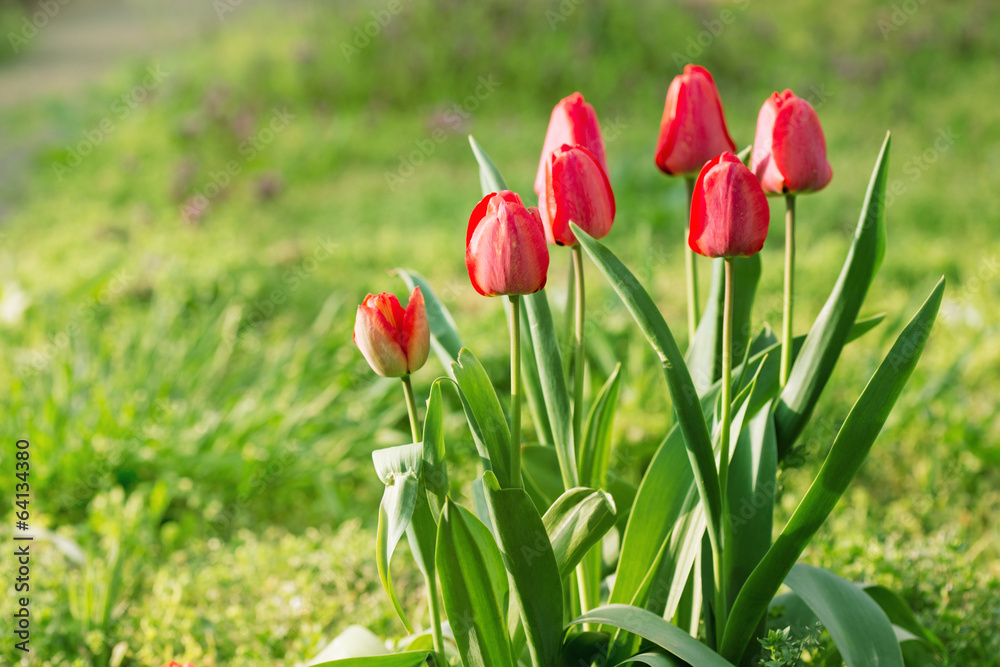 Red tulips grow on the ground Red tulips grow on the ground