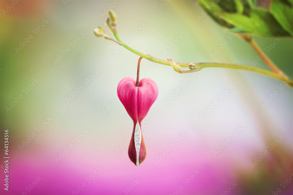 tränendes herz Stock Photo Adobe Stock