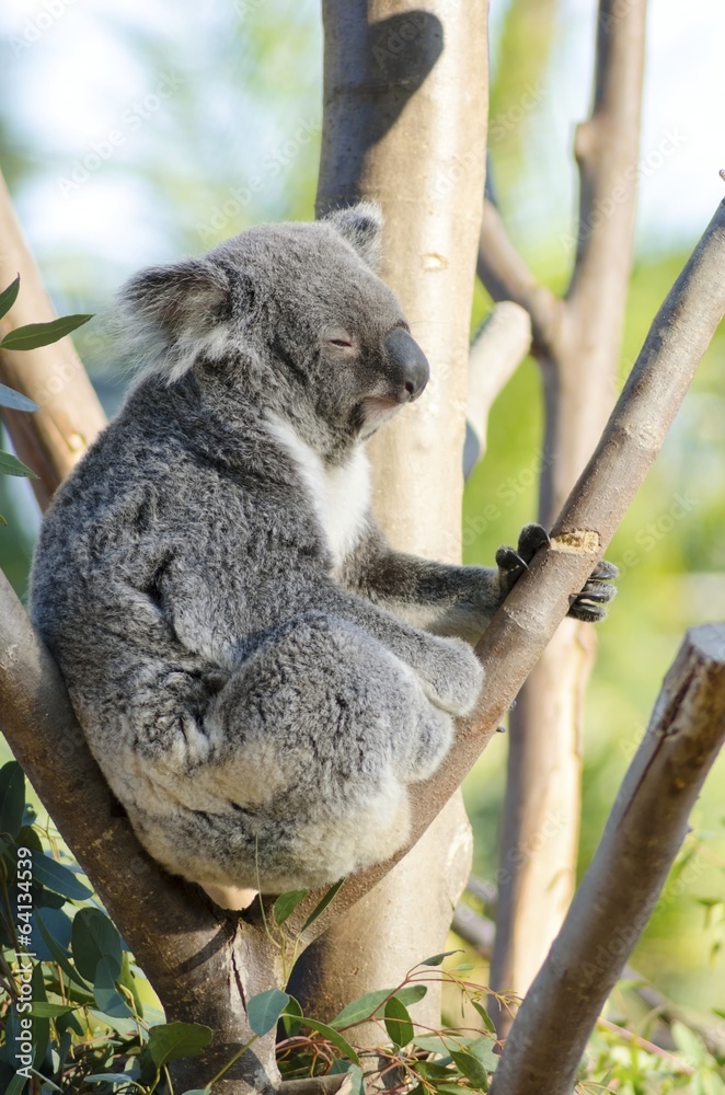 Koala Koala