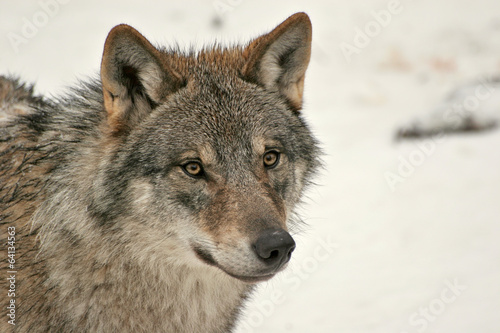 wolf © Nicolas delafraye