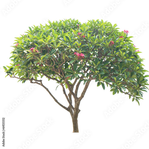 Plumeria tree (frangipani),Orname ntal plants of Thailand,Tree i