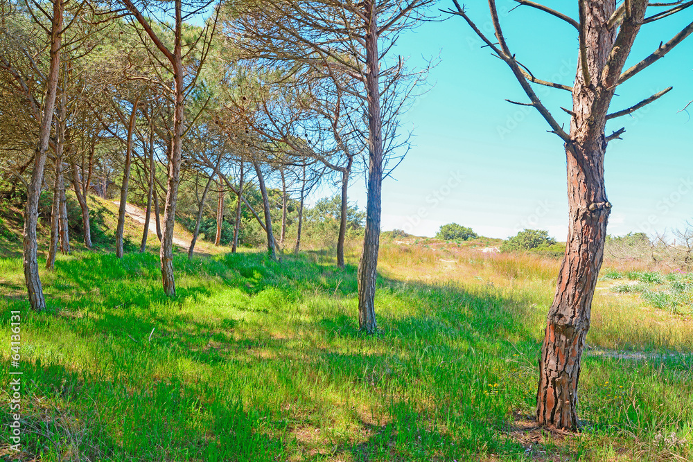 Fototapeta premium pinewood and meadow