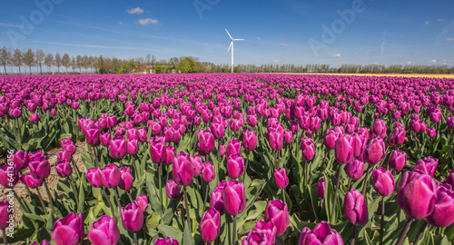 Field of purple tulips and a wind turbine
