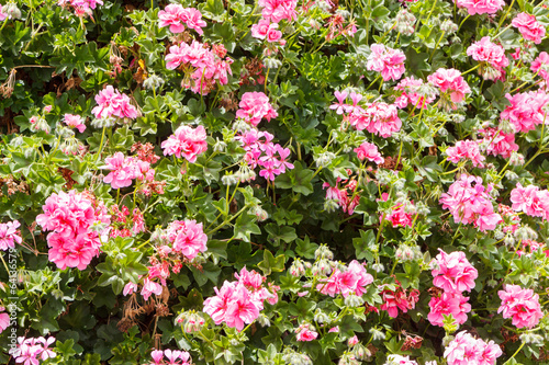 Pink geranium