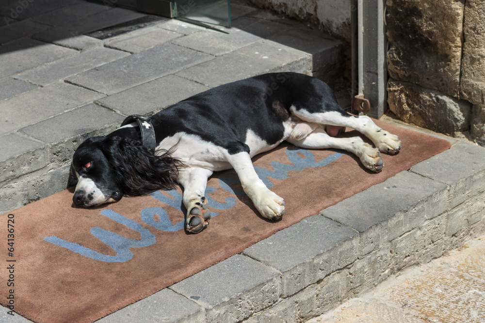 Tired spaniel lies at the entrance