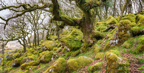 Wistman's Wood on Dartmoor photo