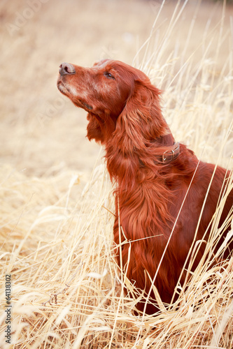 Obraz na płótnie Red irish setter dog