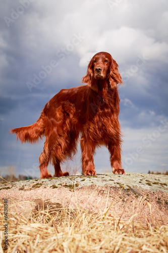 Red irish setter dog