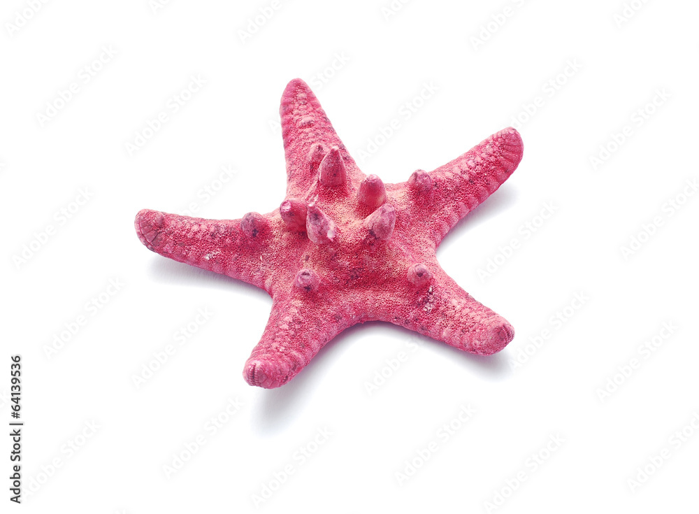 starfish starfish