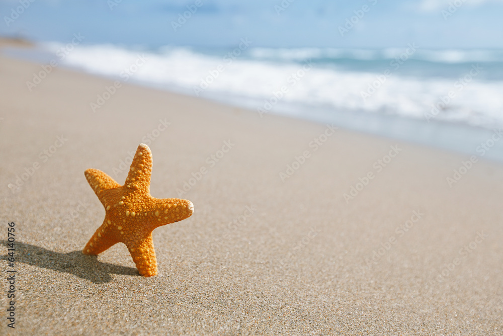 red starfish with ocean, beach, sky and seascape, shallow dof red starfish with ocean, beach, sky and seascape, shallow dof