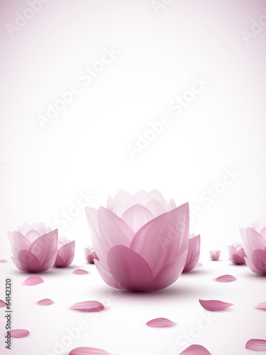 vector lotus flowers