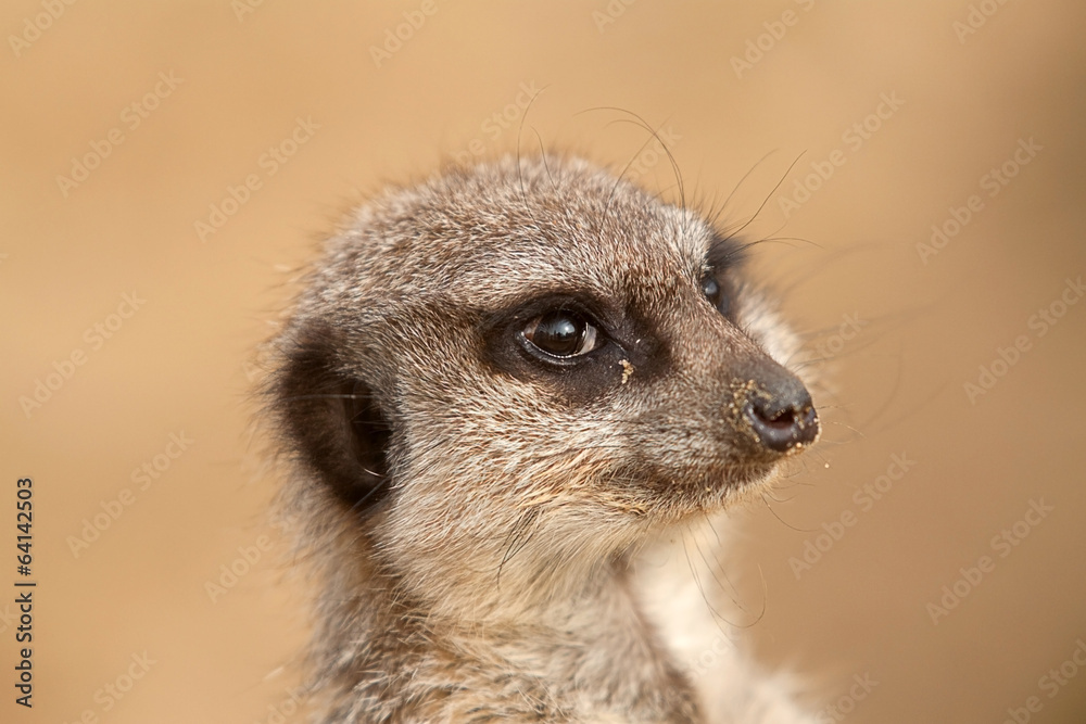 alert meerkat portrait 7045 alert meerkat portrait 7045