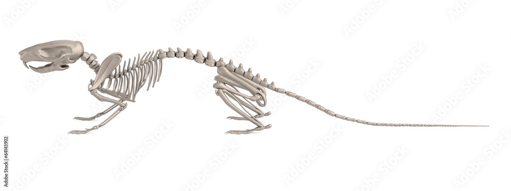 Obraz premium realistic 3d render of mouse skeleton