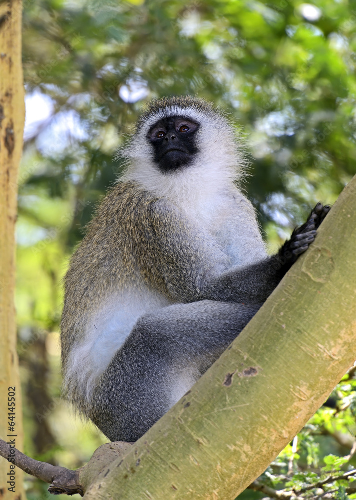 Obraz premium Green monkey