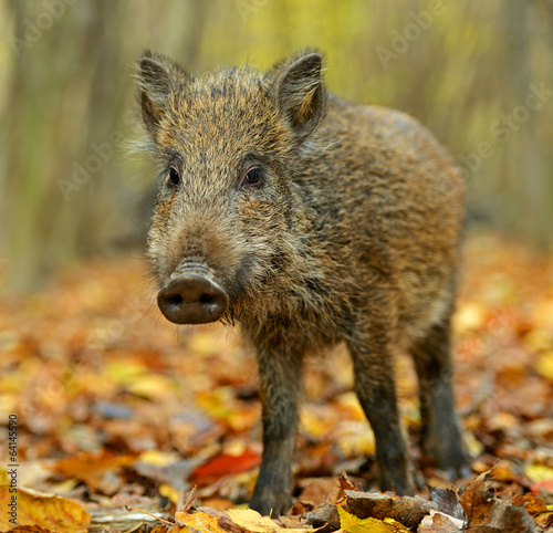 Wild boar in the forest in autumn