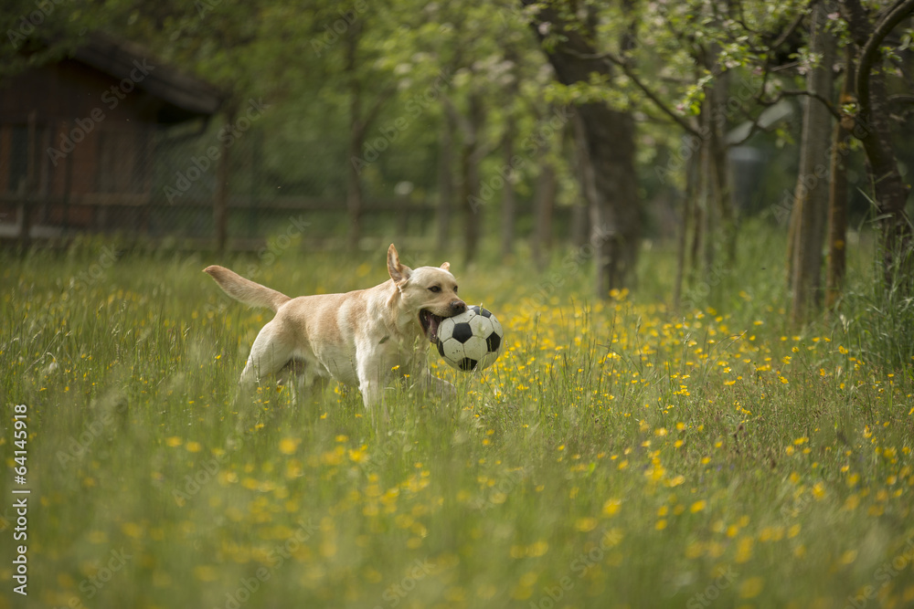 Labrador retriever con palla