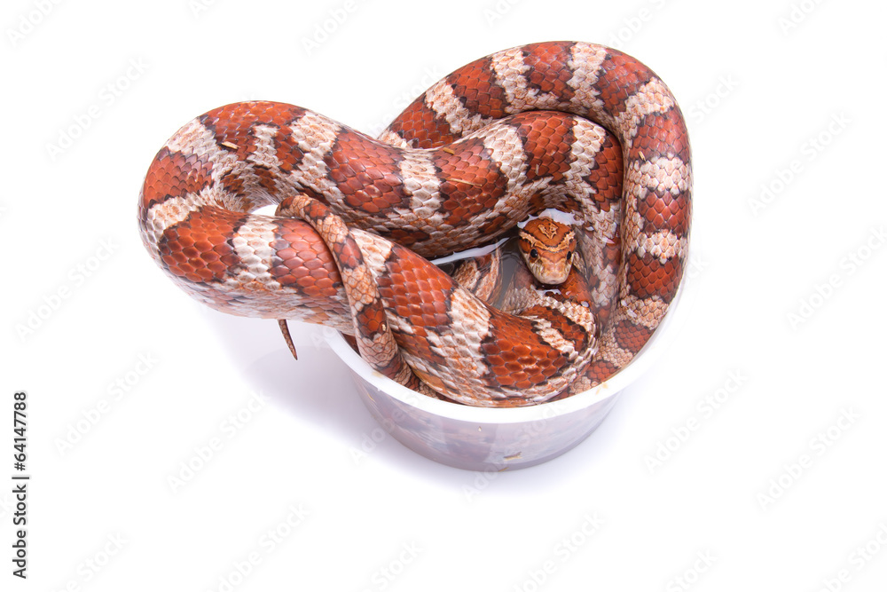 Obraz premium Corn Snake on a white background