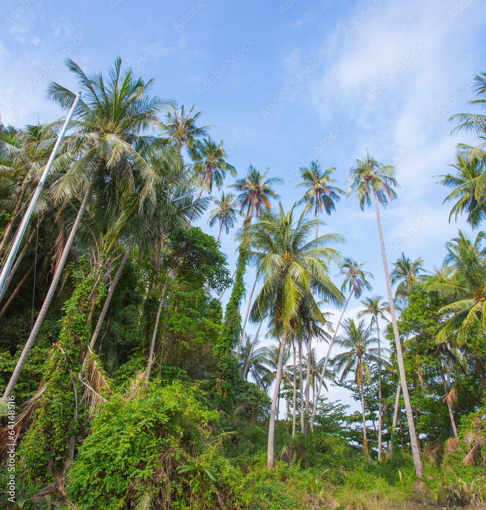 tropical palms with beach and sea background, Thailand tropical palms with beach and sea background, Thailand