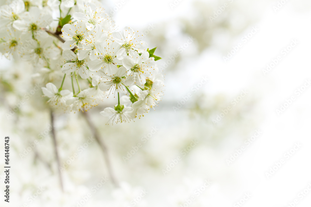 tree with beautiful white flowers
