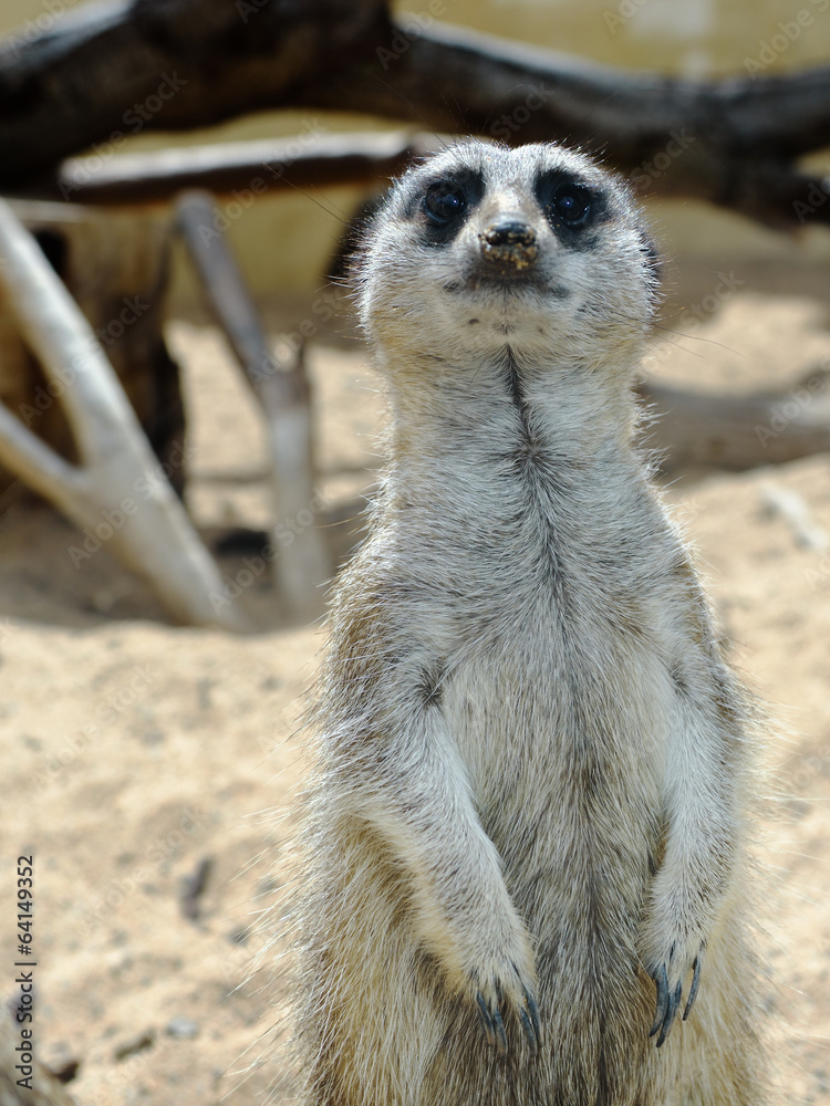 Fototapeta premium Meerkats (suricate)