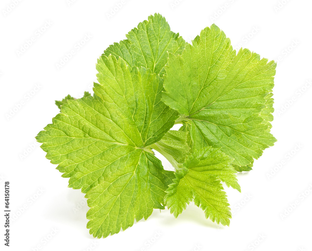 Leaves on a white background