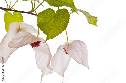 Davidia involucrata or Handkerchief tree