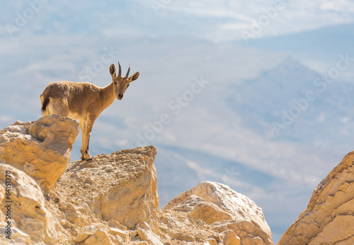 a mountain goat on the rocks