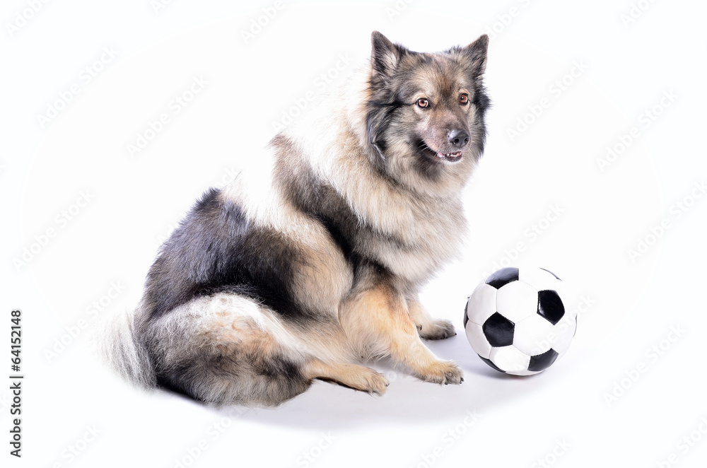 Obraz premium frecher Hund mit Fußball