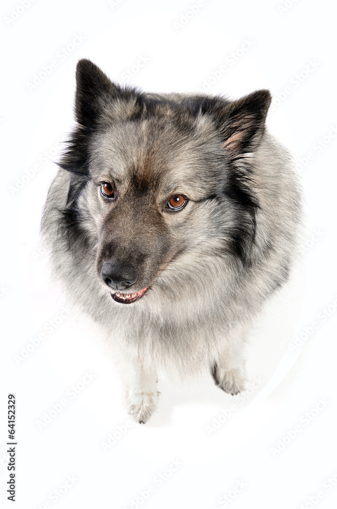 frecher Hund Wolfsspitz Stock Photo | Adobe Stock