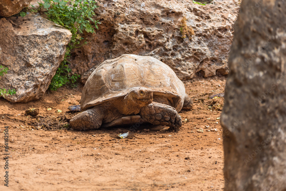 Obraz premium big turtle on walk