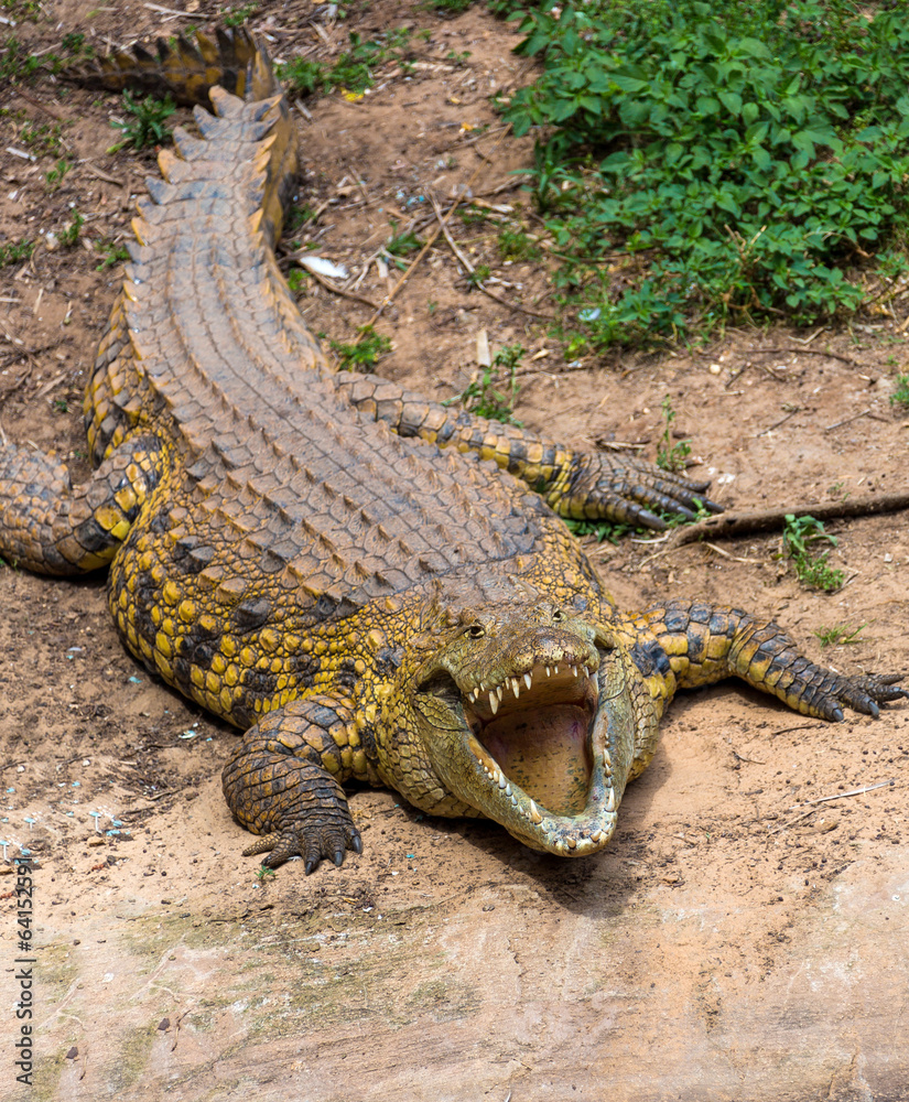 Fototapeta premium portrait of a big crocodile