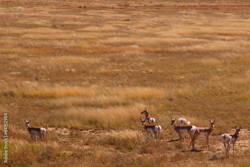 Fototapeta Naklejka Na Ścianę i Meble -  pronghorn american wildlife antelope in wyoming