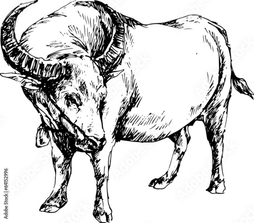 hand drawn buffalo