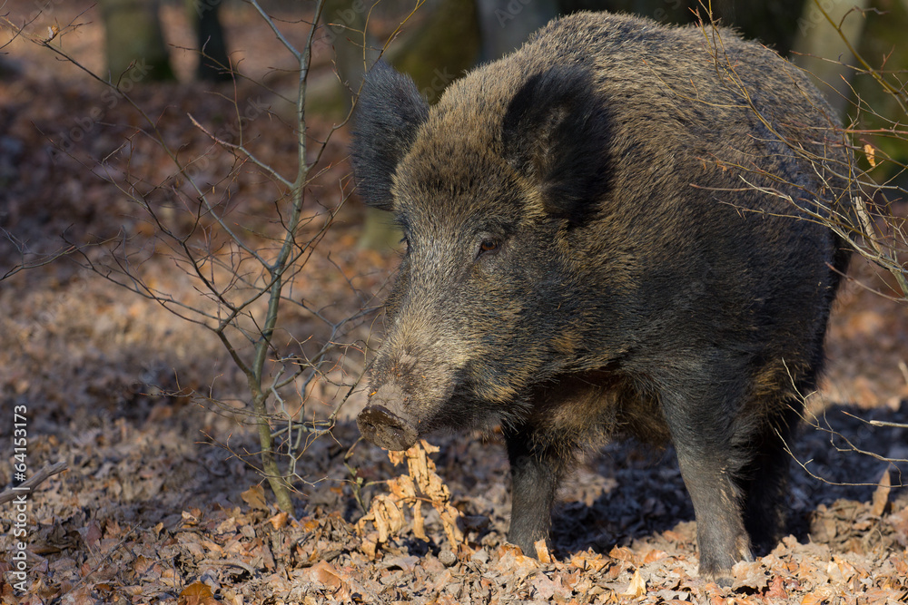 Wildschwein in seinem Lebensraum Wald Wildschwein in seinem Lebensraum Wald