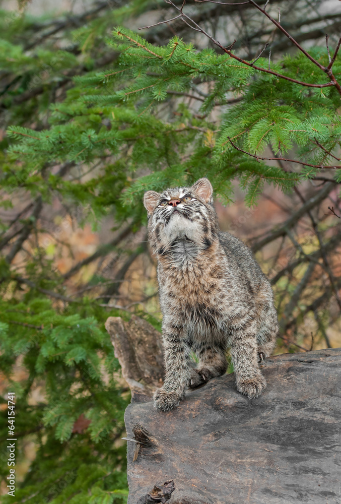 Bobcat Kitten (Lynx rufus) Looks Way Up From Atop Log