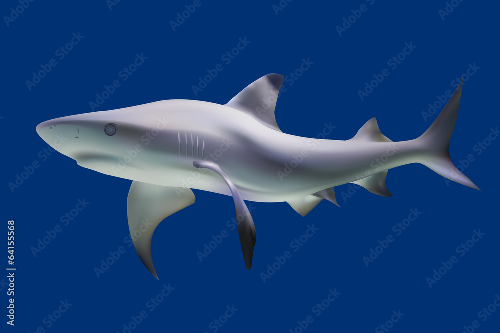 Shark. Vector illustration. Isolated on blue