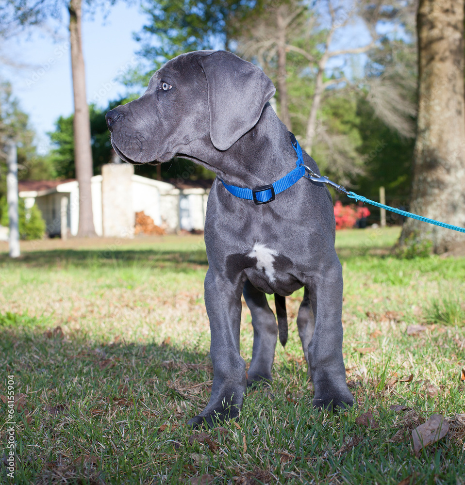 Staring puppy