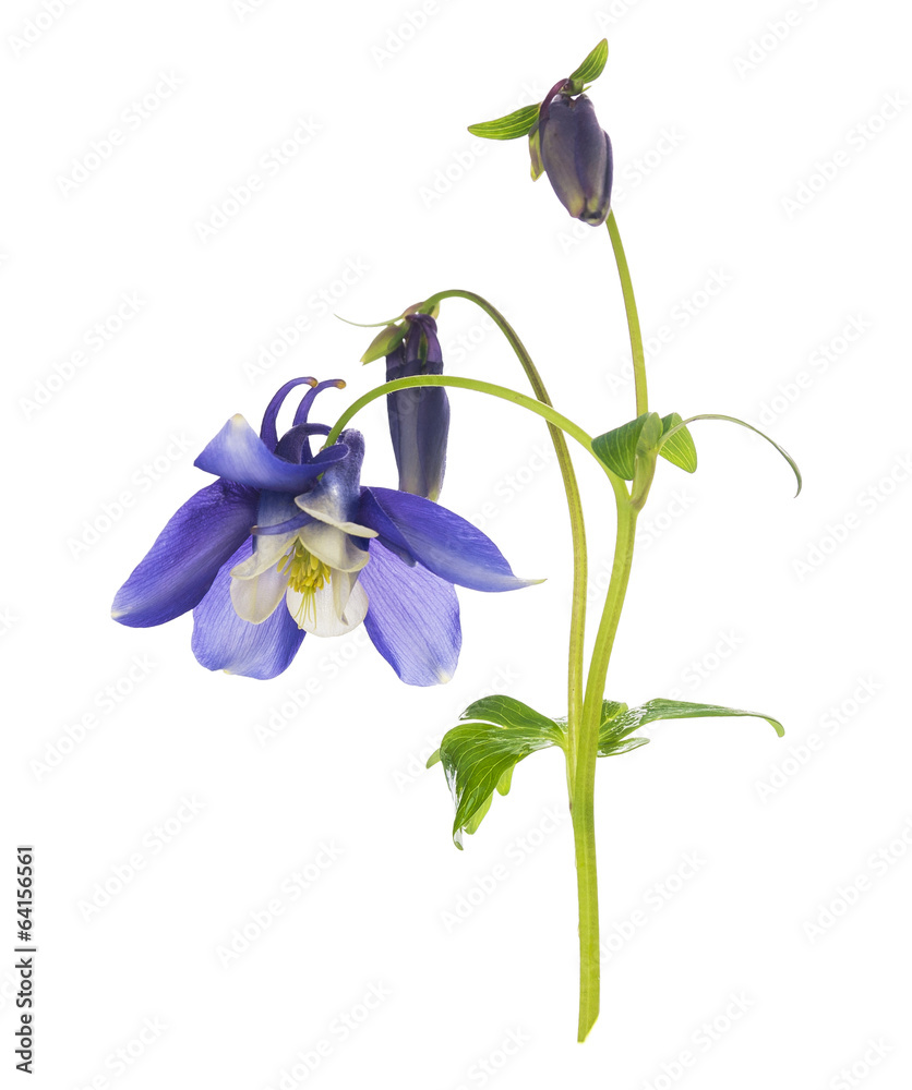 Obraz premium blue columbine flower with buds and flowers, isolated
