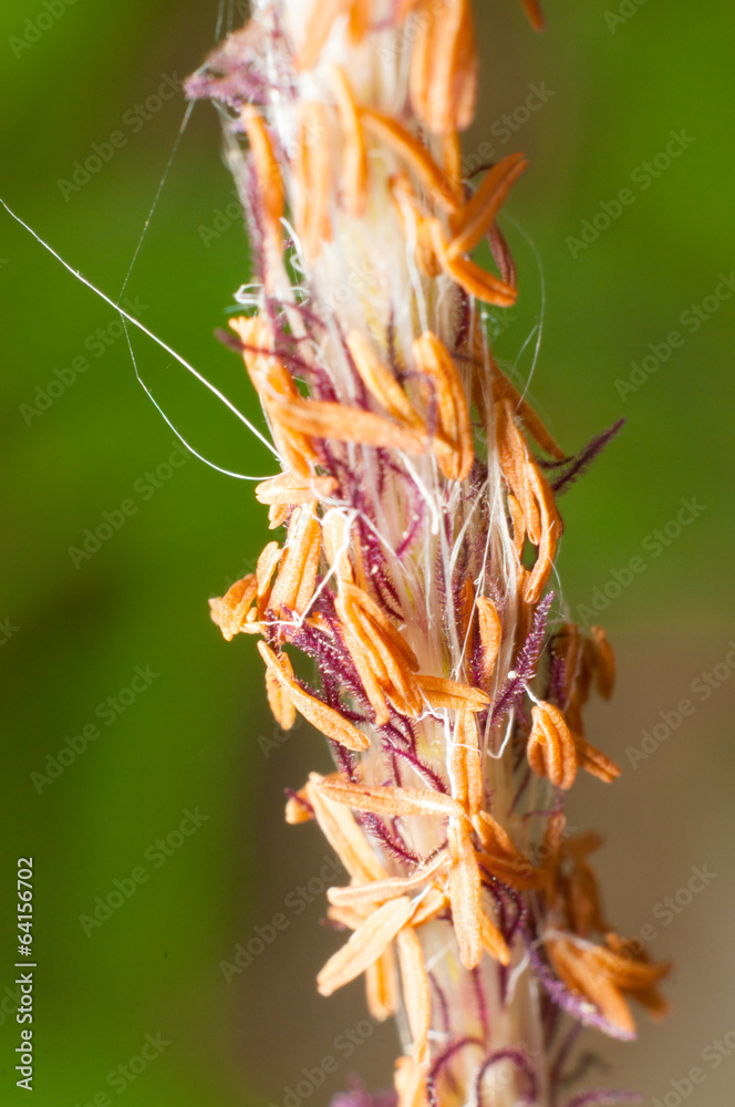 Closed up pollen of grass flower Closed up pollen of grass flower