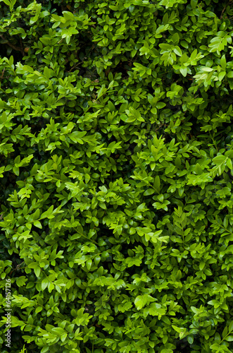 Tiny green leaves background