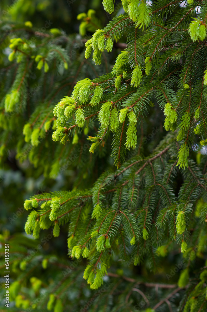 Fototapeta premium Green coniferous tree branches