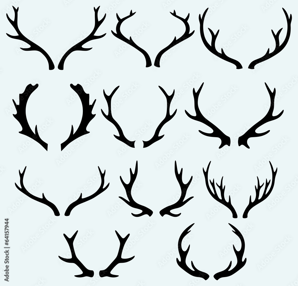Deer horns Deer horns