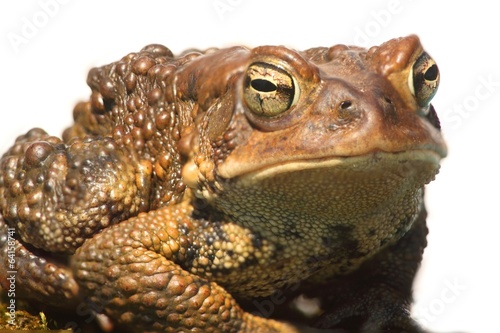 Male American Toad (Bufo americanus)