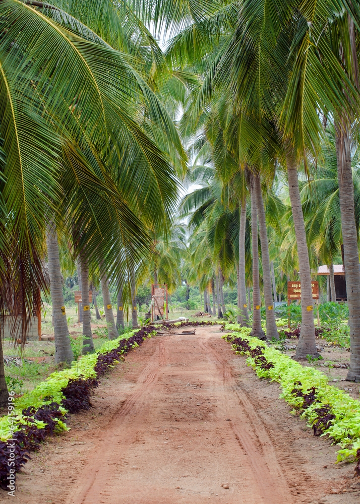 tree coconut palms in sri lanka 