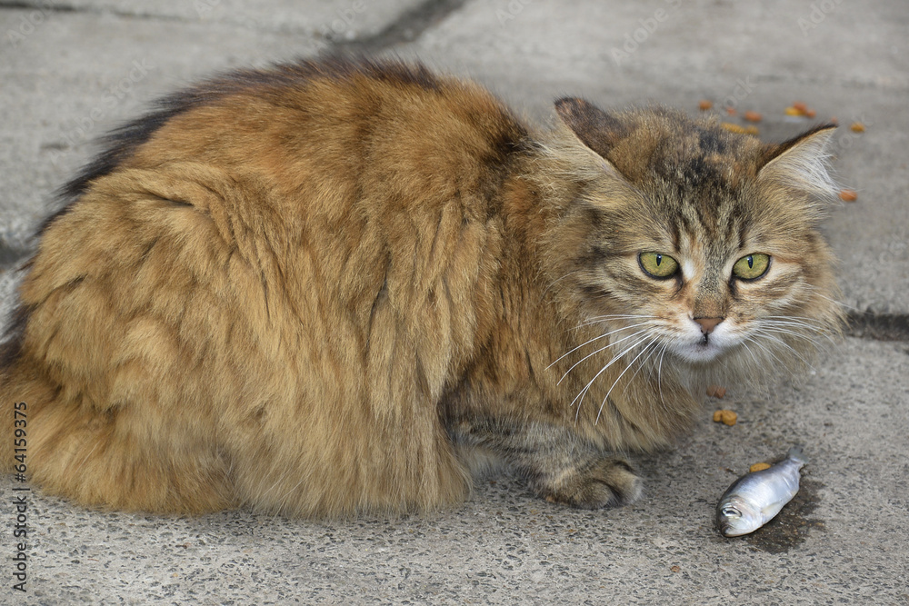 Hungry cat. Hungry cat.