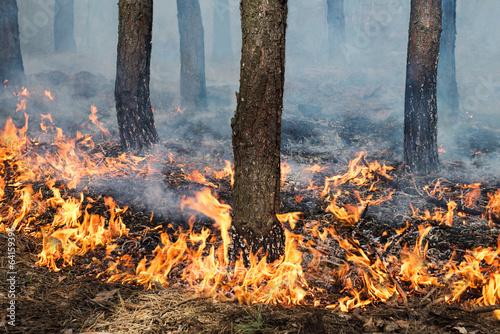 Stable ground fire in pine stand