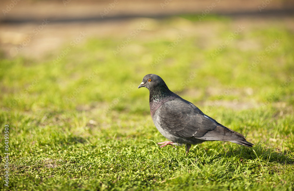 The Pigeon The Pigeon
