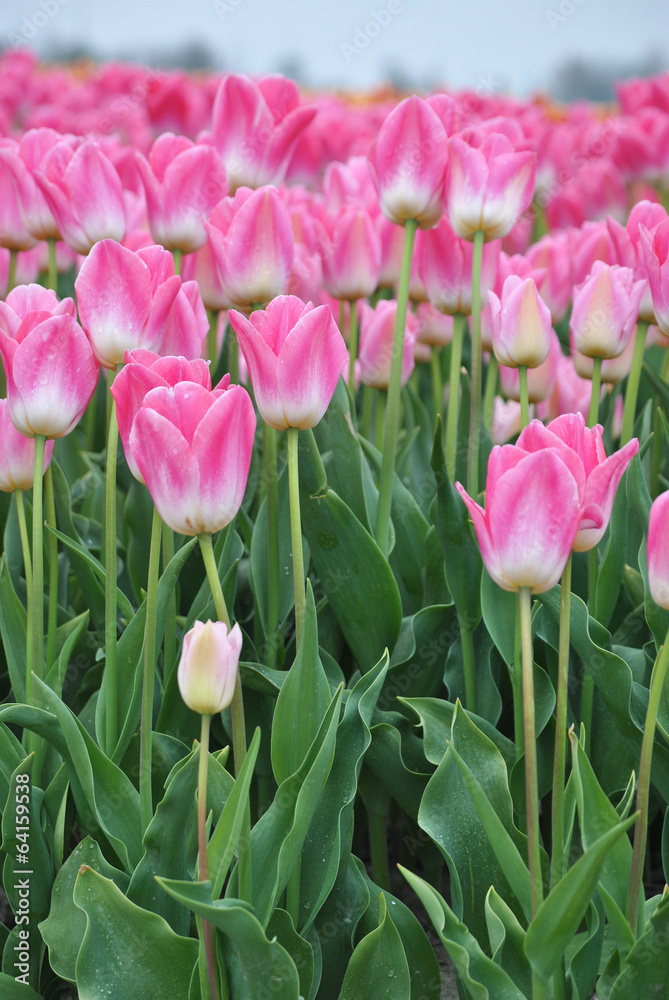 Obraz premium Mooie roze tulpenveld