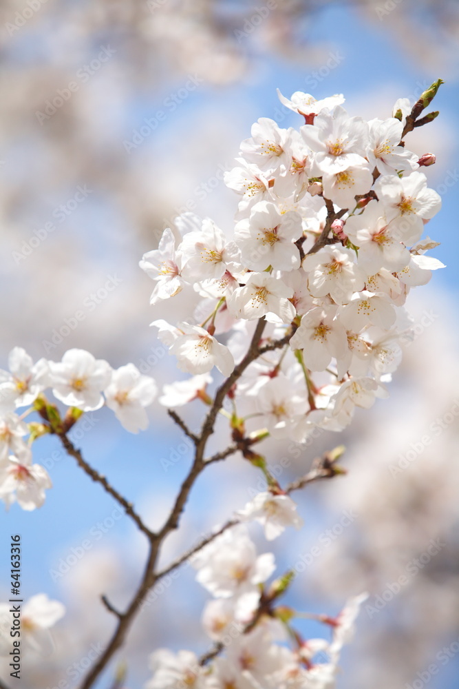 cherry blossom sakura in tokyo japan in sakura season 2014 cherry blossom sakura in tokyo japan in sakura season 2014