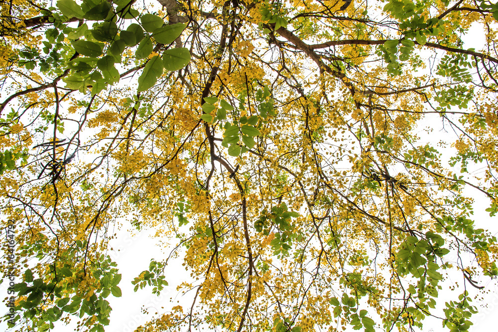 Obraz premium Golden shower